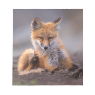 red fox, Vulpes vulpes, pup scratching itself, Notepad