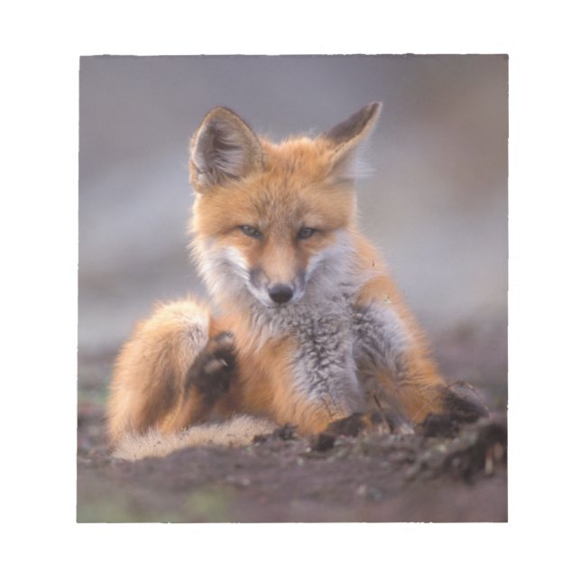 red fox, Vulpes vulpes, pup scratching itself, Notepad (Front)