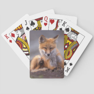 red fox, Vulpes vulpes, pup scratching itself, Playing Cards
