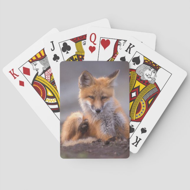 red fox, Vulpes vulpes, pup scratching itself, Playing Cards (Back)