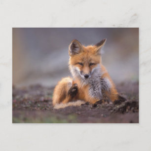 red fox, Vulpes vulpes, pup scratching itself, Postcard