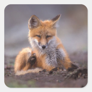 red fox, Vulpes vulpes, pup scratching itself, Square Sticker