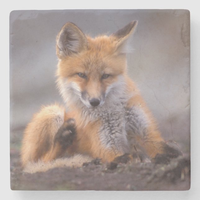 red fox, Vulpes vulpes, pup scratching itself, Stone Coaster (Front)