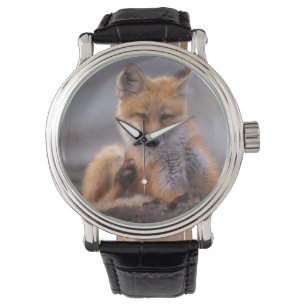 red fox, Vulpes vulpes, pup scratching itself, Watch
