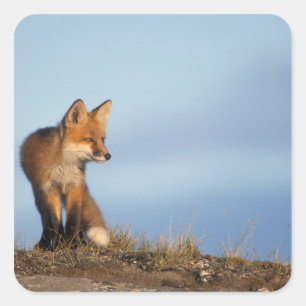 red fox, Vulpes vulpes Square Sticker