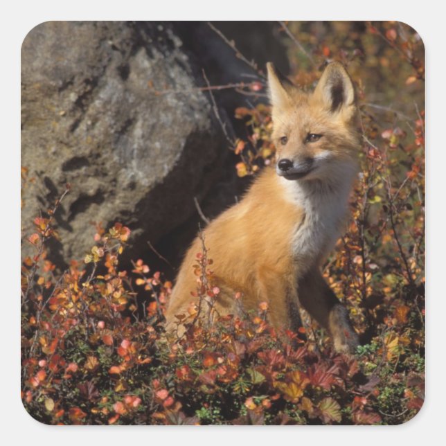 red fox, Vulpes vulpes Square Sticker (Front)