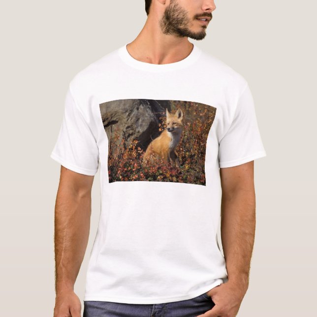 red fox, Vulpes vulpes T-Shirt (Front)