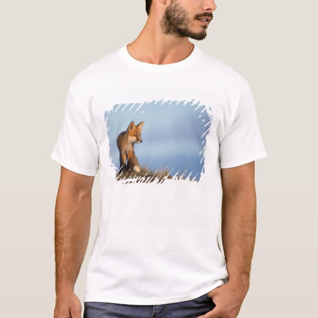 red fox, Vulpes vulpes T-Shirt (Front)