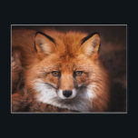Red Fox Wild Woodland Animal Postcard<br><div class="desc">This design features a photograph of a red fox.</div>