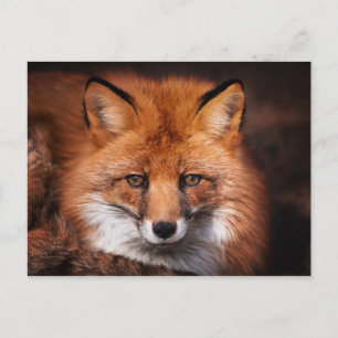 Red Fox Woodland Wildlife Photography Postcard