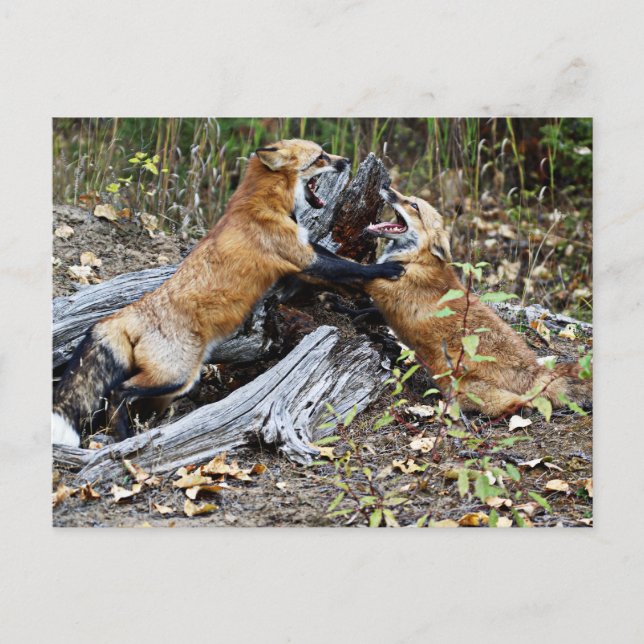 Red Foxes - Brotherly Love Postcard (Front)
