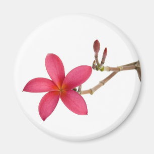 Red Frangipani flower Magnet