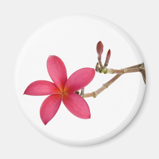 Red Frangipani flower Magnet (Front)