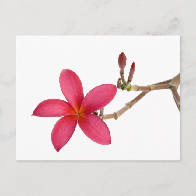 Red Frangipani flower Postcard (Front)