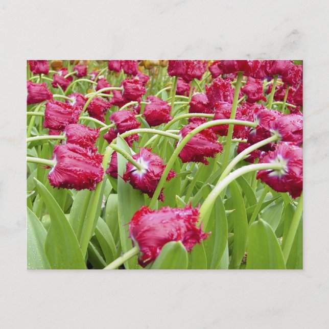 Red Fringed Tulips Postcard (Front)