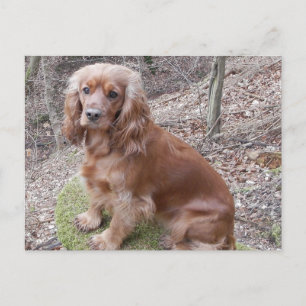 red full cocker-spaniel.png postcard