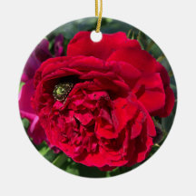 Red garden rose and bug