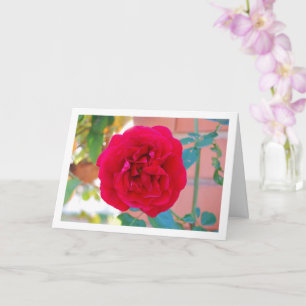 Red Garden Rose Portrait Card