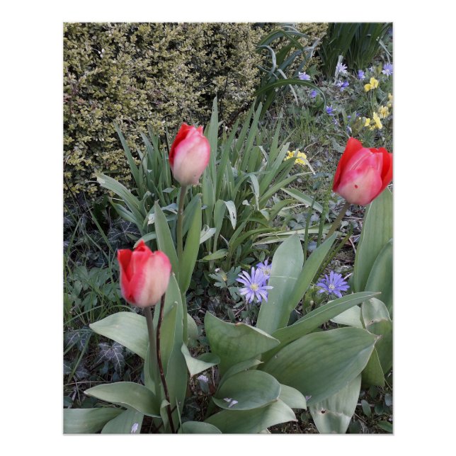 Red garden tulips poster (Front)