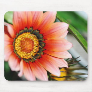 Red Gazania Mouse Pad