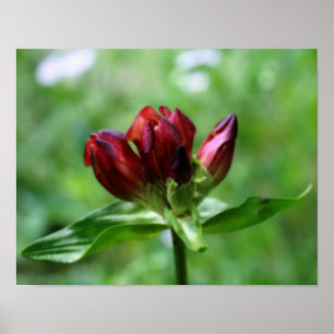 Red Gentian Flower In Bloom Orton Art Poster