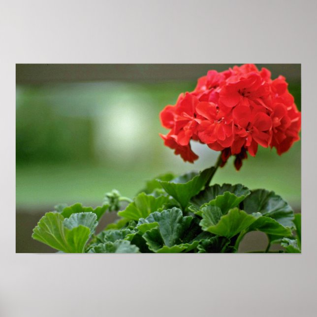 Red Geranium Blossom flowers Poster (Front)