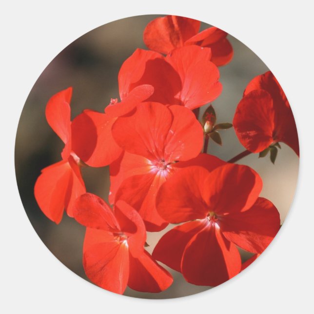 Red Geranium Flower Classic Round Sticker (Front)