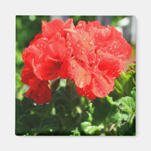 Red Geranium Flower Magnet