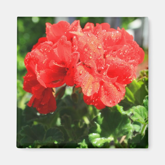 Red Geranium Flower Magnet (Front)