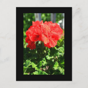 Red Geranium Flower Postcard
