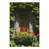Red Geranium Flowers Window Box