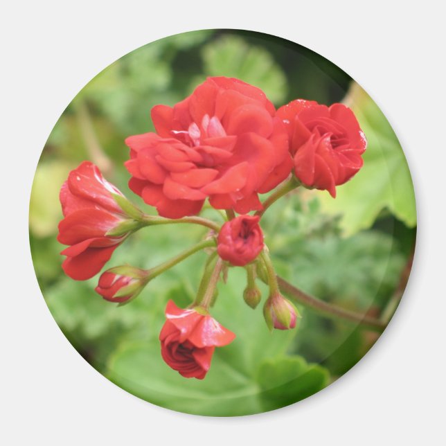 Red Geranium Magnet (Front)