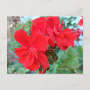 Red Geranium Postcard