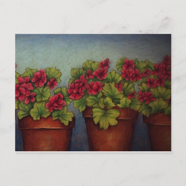 Red Geraniums in clay pots Postcard (Front)