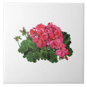 Red Geraniums with Buds Tile