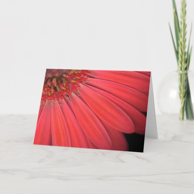 Red Gerber Daisy Card (Front)