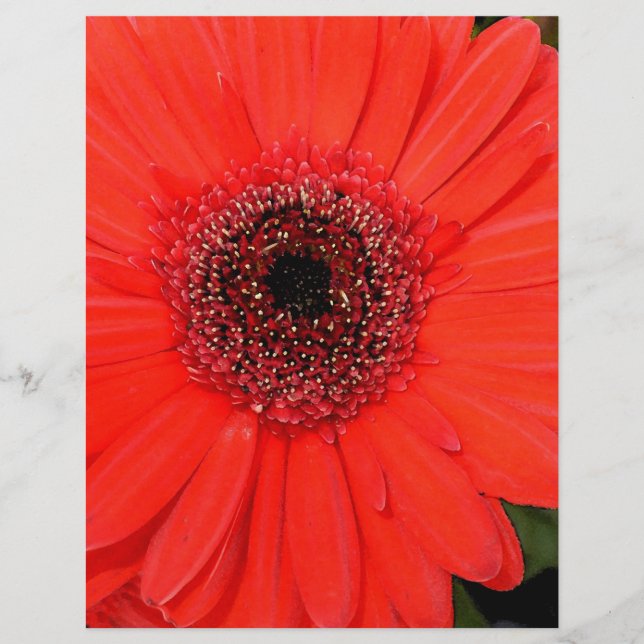 Red Gerbera (Front)