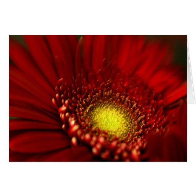 Red Gerbera Daisy (Front Horizontal)