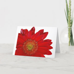 Red Gerbera Daisy Card