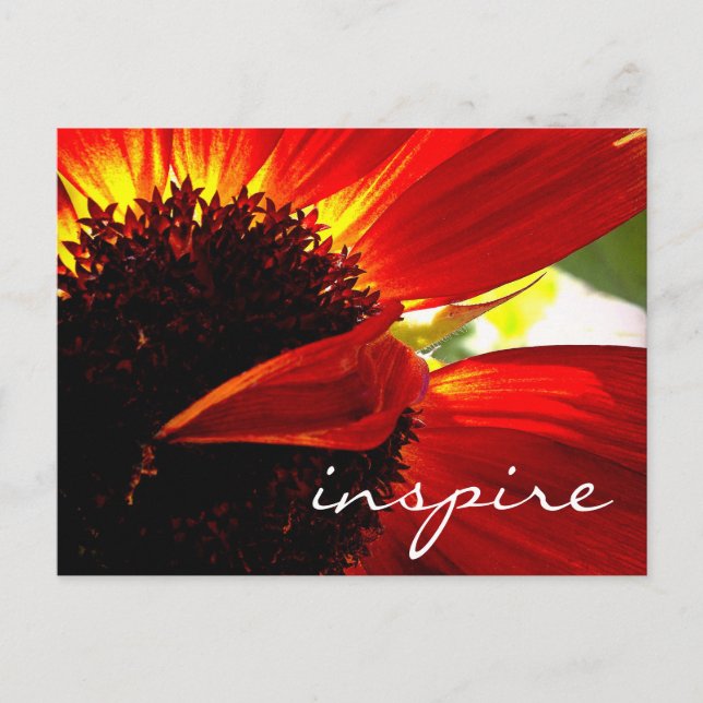 Red Gerbera Daisy Flower Inspire Script Modern Postcard (Front)