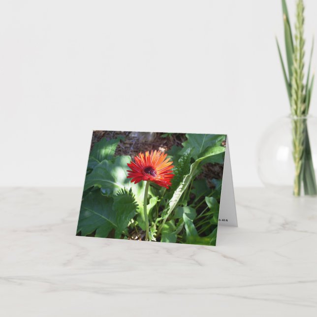 Red Gerbera Daisy notecard (Front)