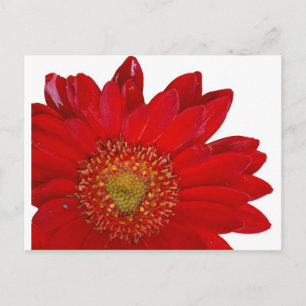 Red Gerbera Daisy Postcard