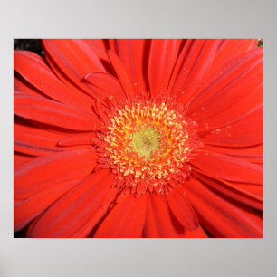 Red Gerbera Daisy Poster