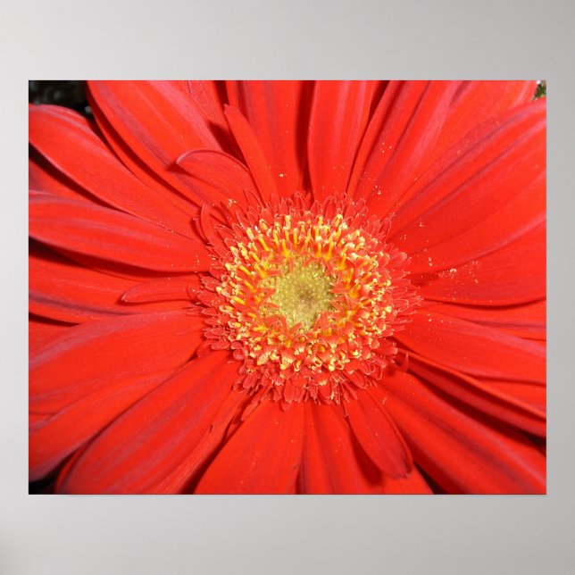 Red Gerbera Daisy Poster (Front)
