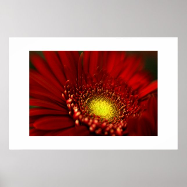 Red Gerbera Daisy Poster (Front)