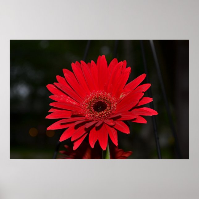 Red Gerbera Daisy Poster (Front)