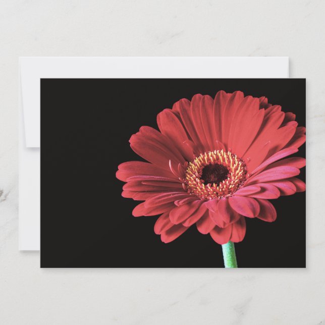 Red Gerbera invitations (Front)