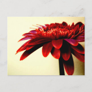 Red Gerbera  Postcard