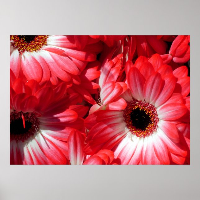 red gerberas poster (Front)
