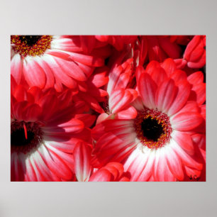 Red Gerberas Poster, S Cyr Poster
